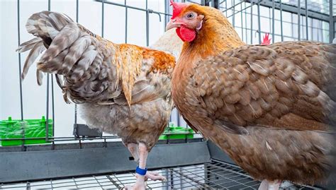 buy chickens for african family.